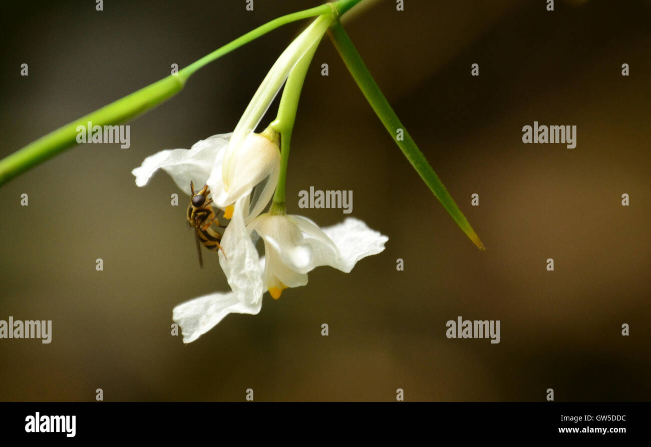 Sweet nectar of life Stock Photo Alamy