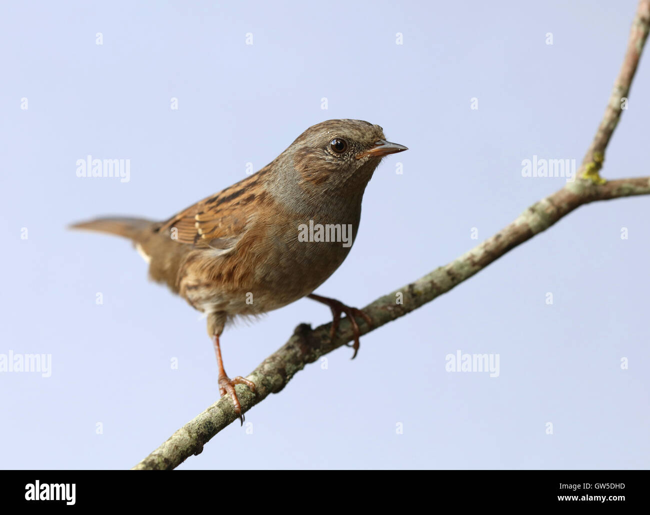 Close up of a Dunnock perched on a branch in autumn Stock Photo