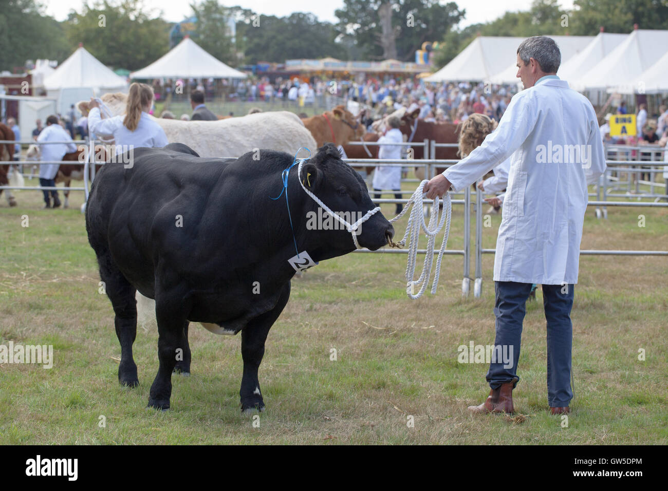 Aberdeen Angus bull, beef Cattle breed (Bos sp. ) Prize winning animal. Being manoevred by stockman in  ring. Aylsham Show. Stock Photo