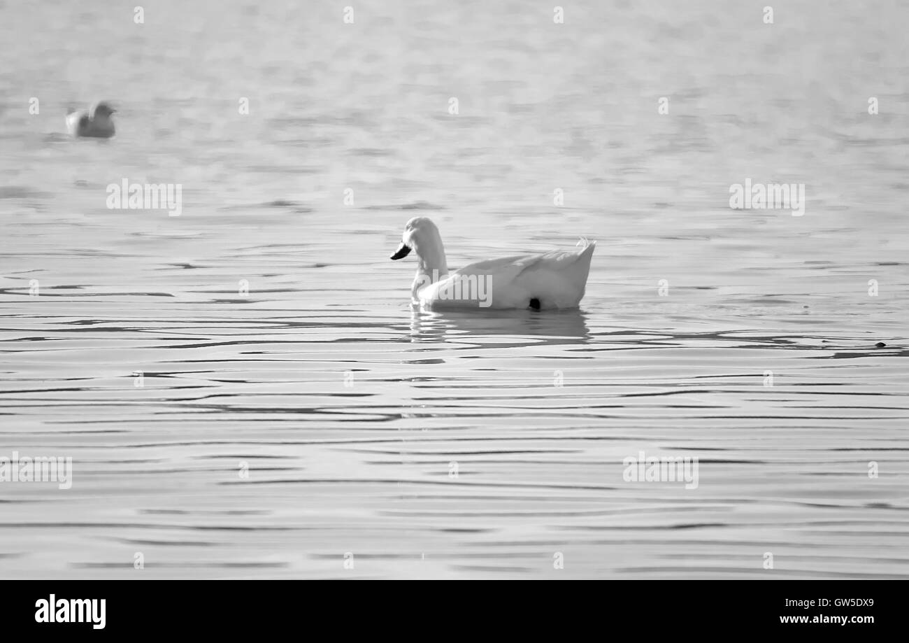 white goose swimming in the water. Stock Photo