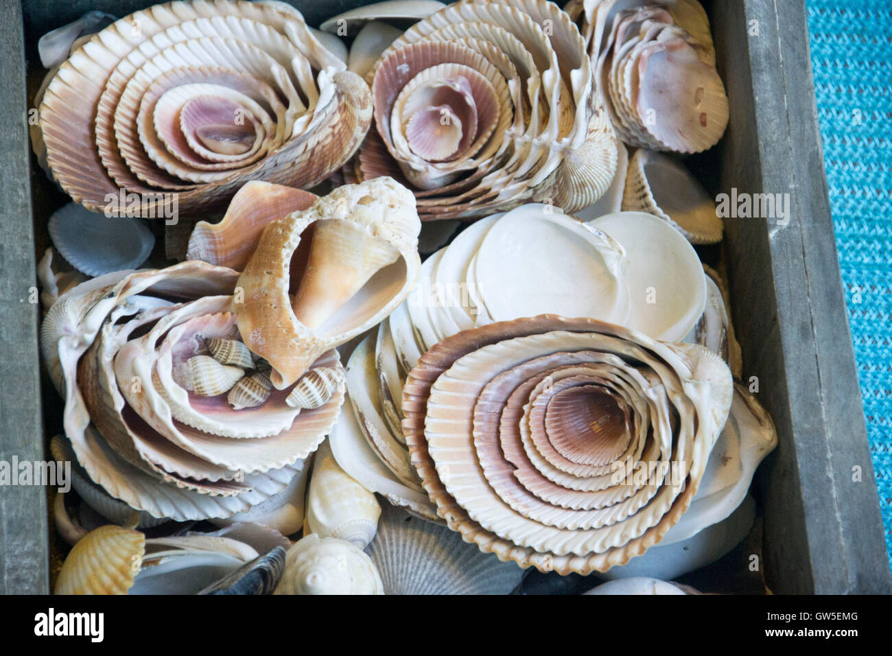 some seashells Stock Photo
