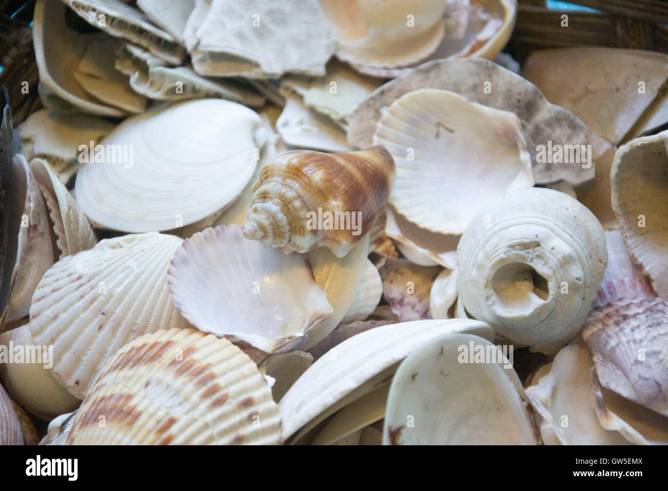 some seashells Stock Photo