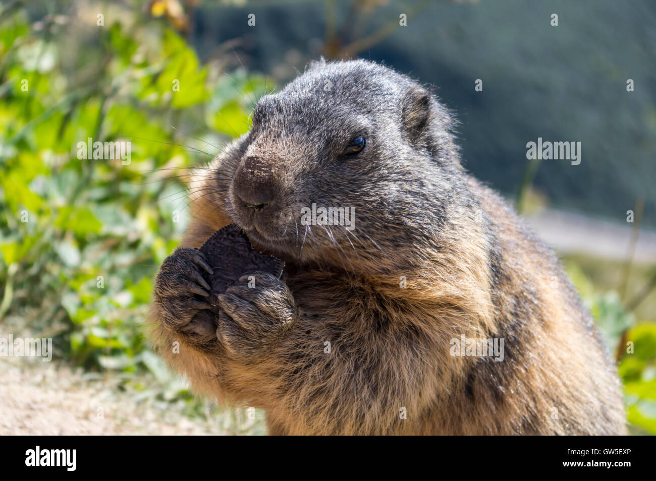 Wild alpine marmot (marmota marmota) eating an Oreo cookie. Stock Photo