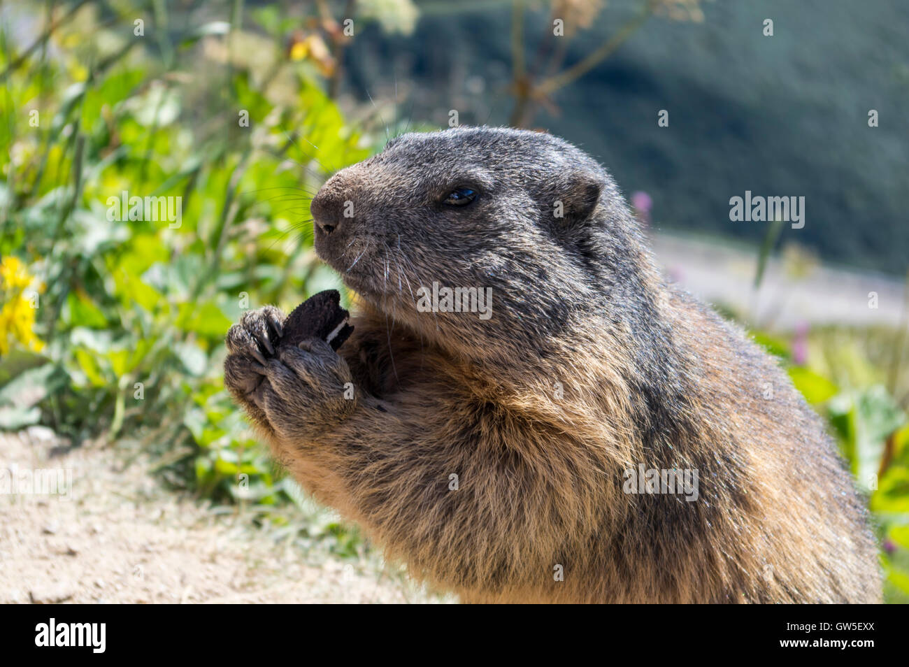 Wild alpine marmot (marmota marmota) eating an Oreo cookie. Stock Photo