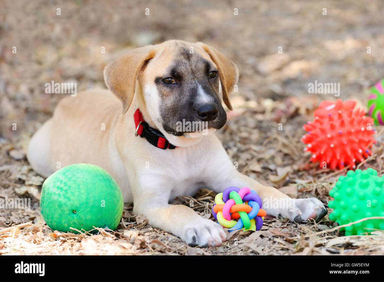 Dog toys is a cute happy adorable puppy playing with his toys outdoors. Stock Photo