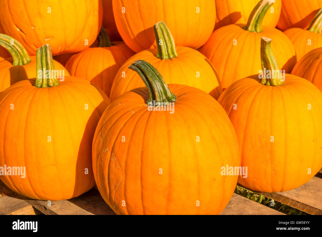 Colorful autumn background hi-res stock photography and images - Alamy