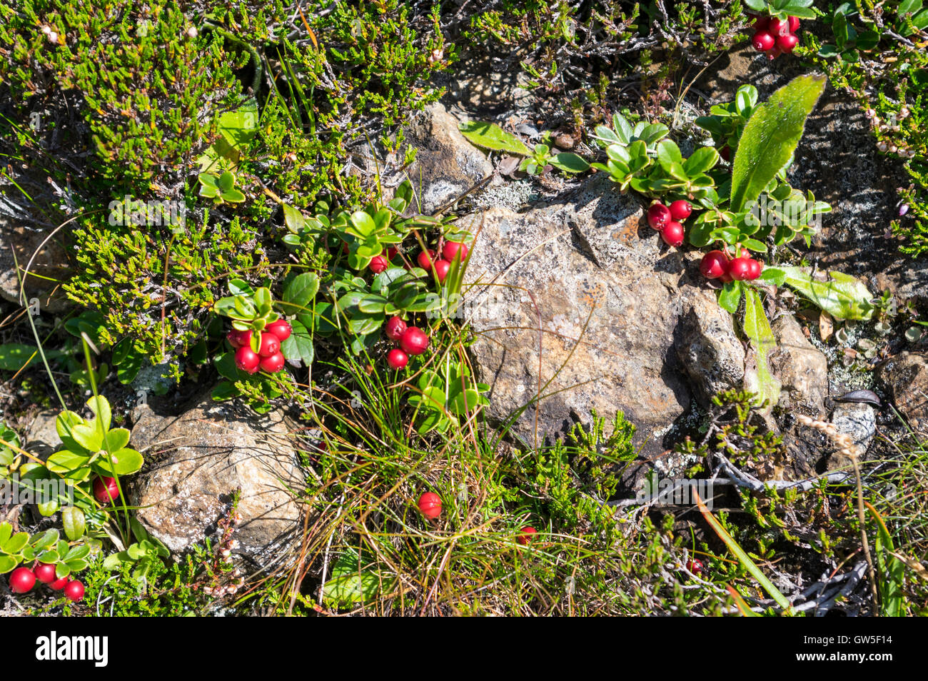 Lingonberry (vaccinium vitis-idaea) plant with berries in the Swiss Alps. Stock Photo