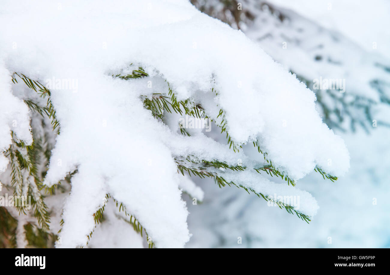 Spruce tree branches covered with snow, closeup photo with selective focus Stock Photo