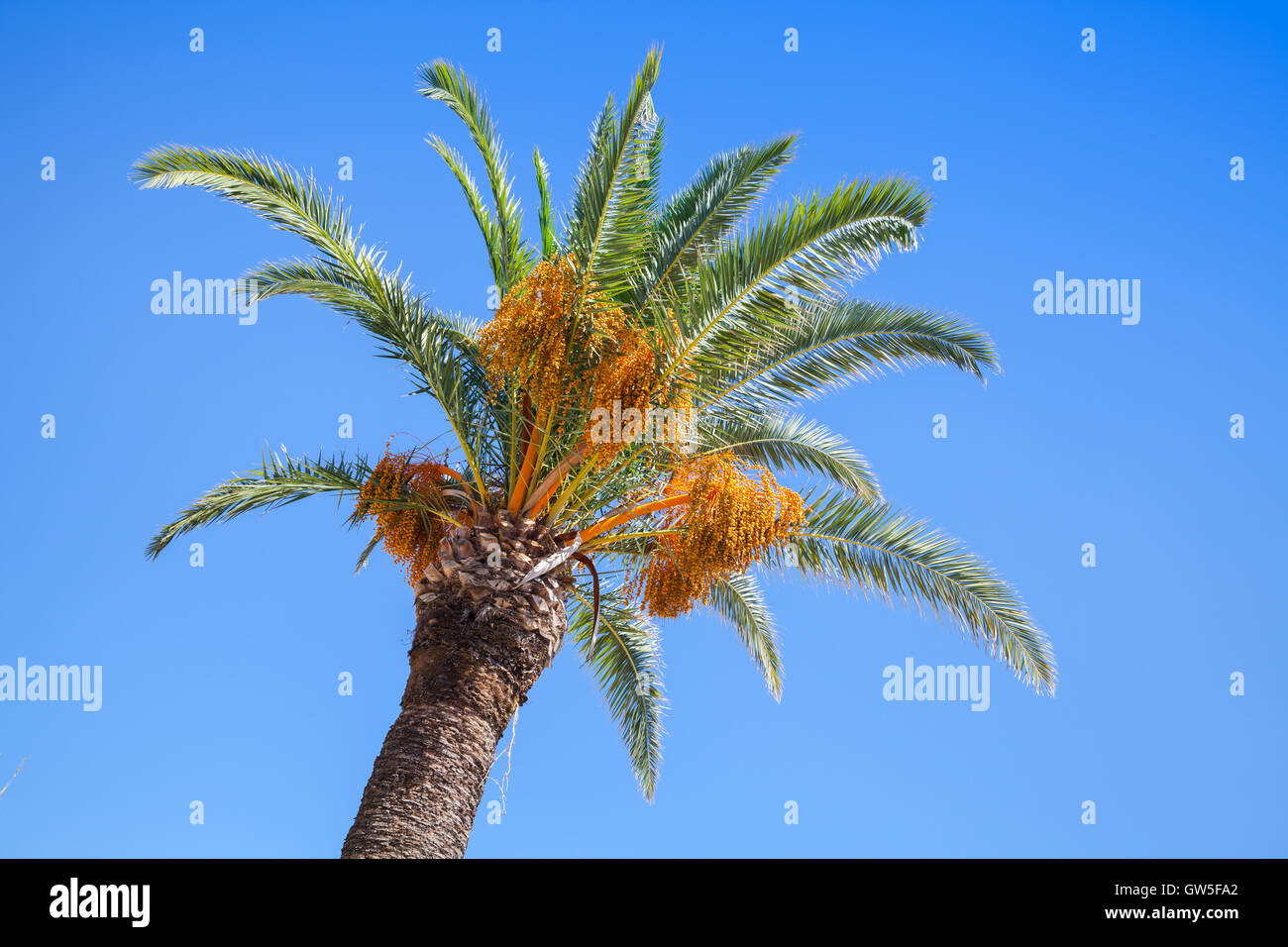 Date palm tree over clear blue sky background Stock Photo