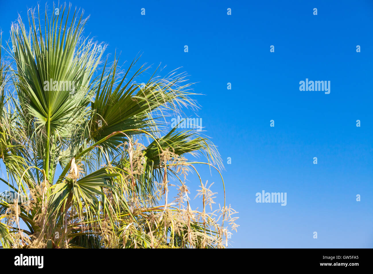 Green palm leaves over clear blue sky in summer day Stock Photo