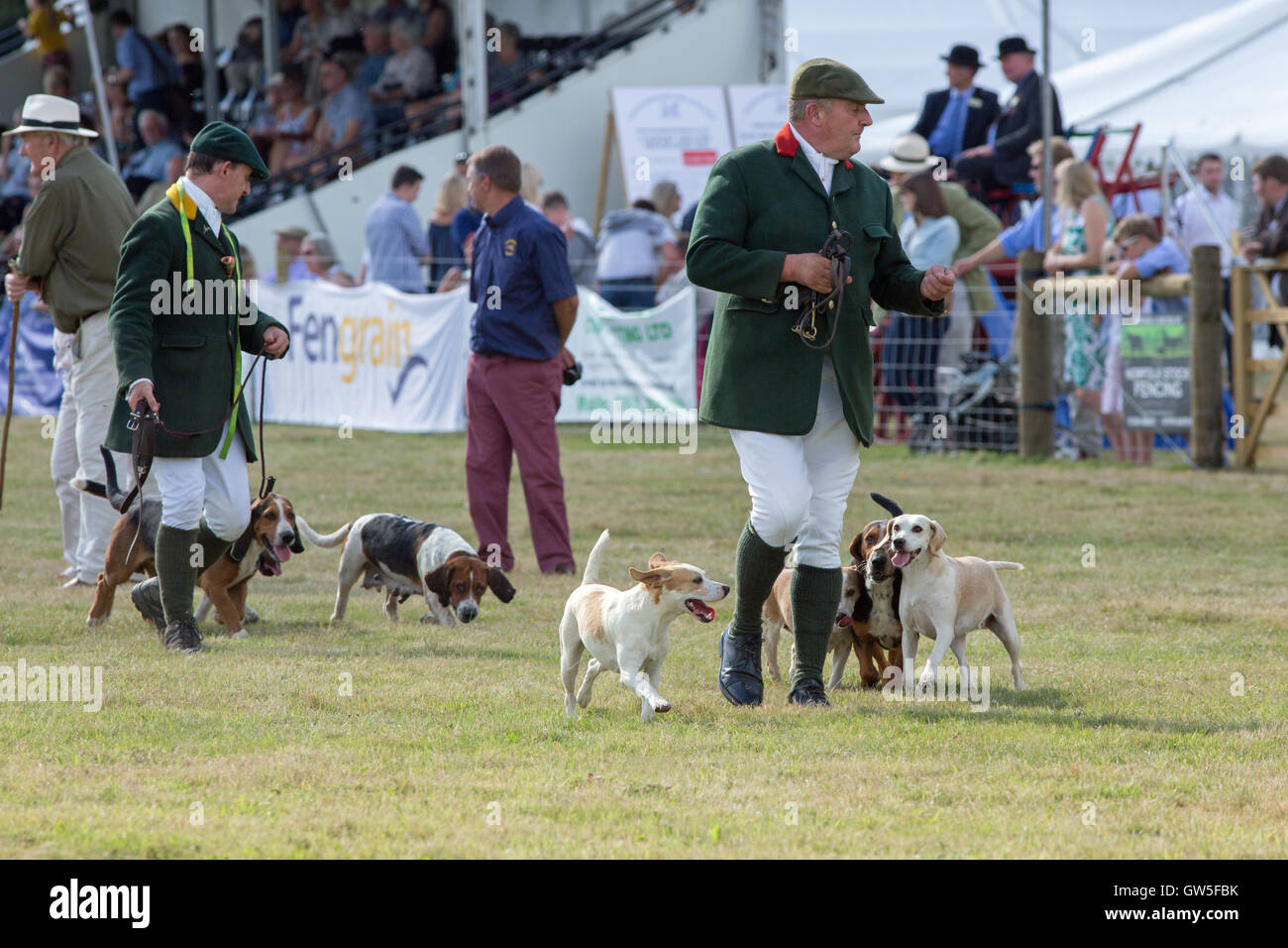 Basset Hounds left, and right, Harriers (Canis lupus familiaris). Pack animals once bred to hunt Brown Hares (Lepus europaeus) . Stock Photo