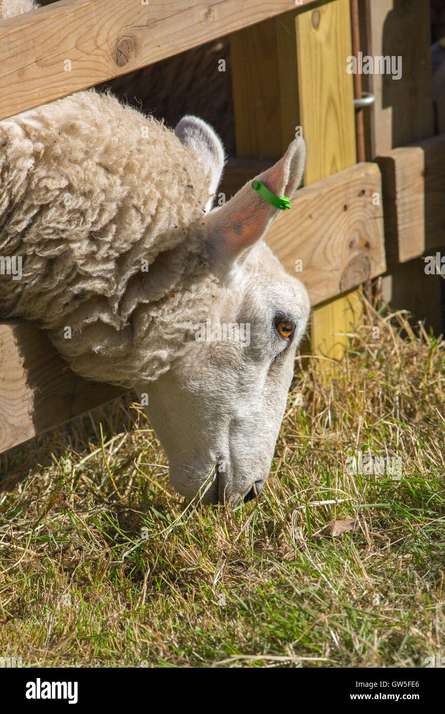 Sheep grazing. ‘Grass greener on the other side of the fence’. Stock Photo