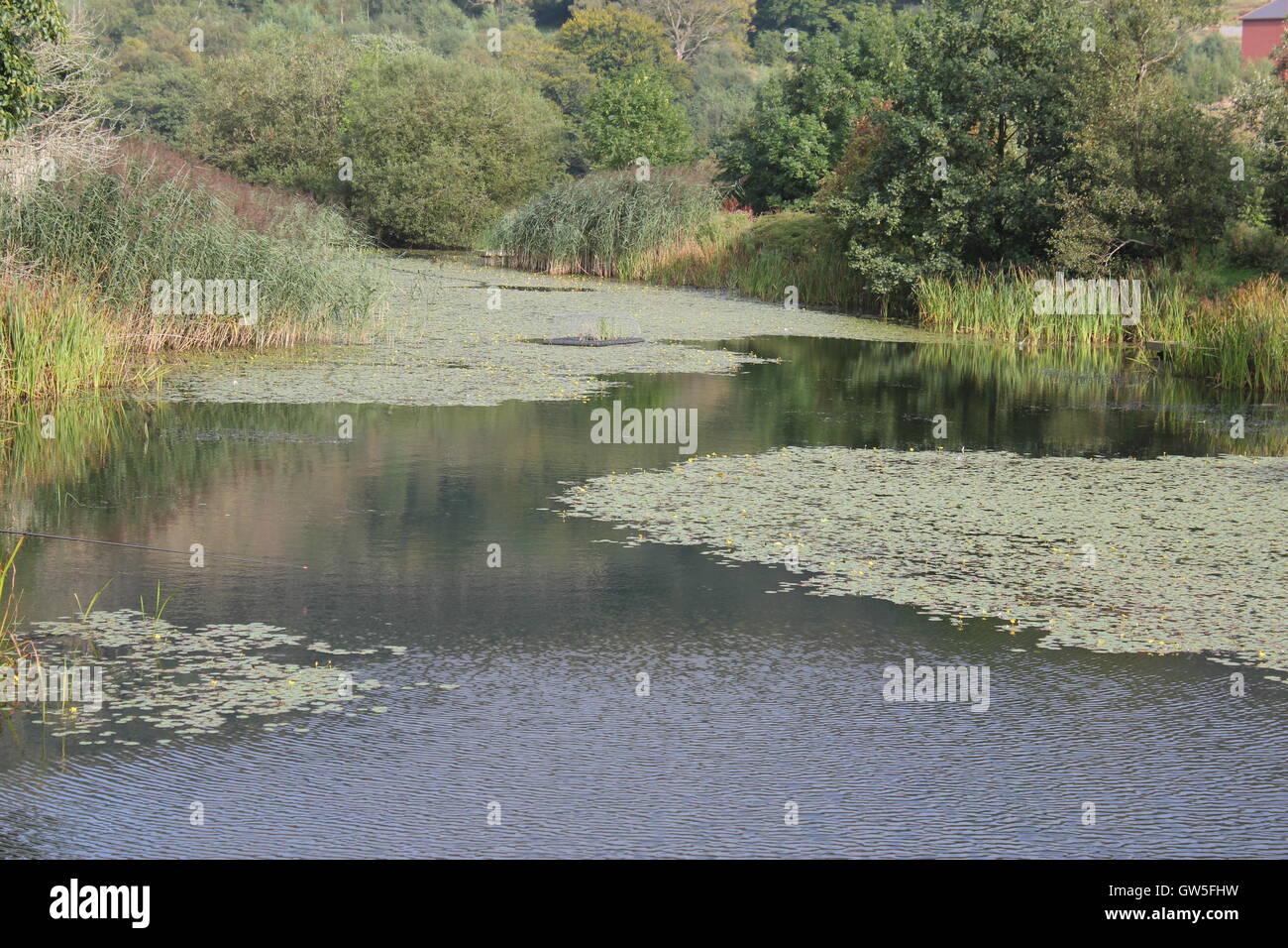 Late summer at the Ebbw Vale Pond Stock Photo