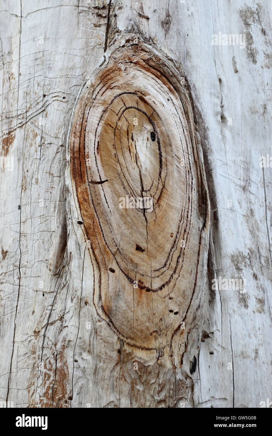 Dead tree trunk as garden decoration Stock Photo Alamy