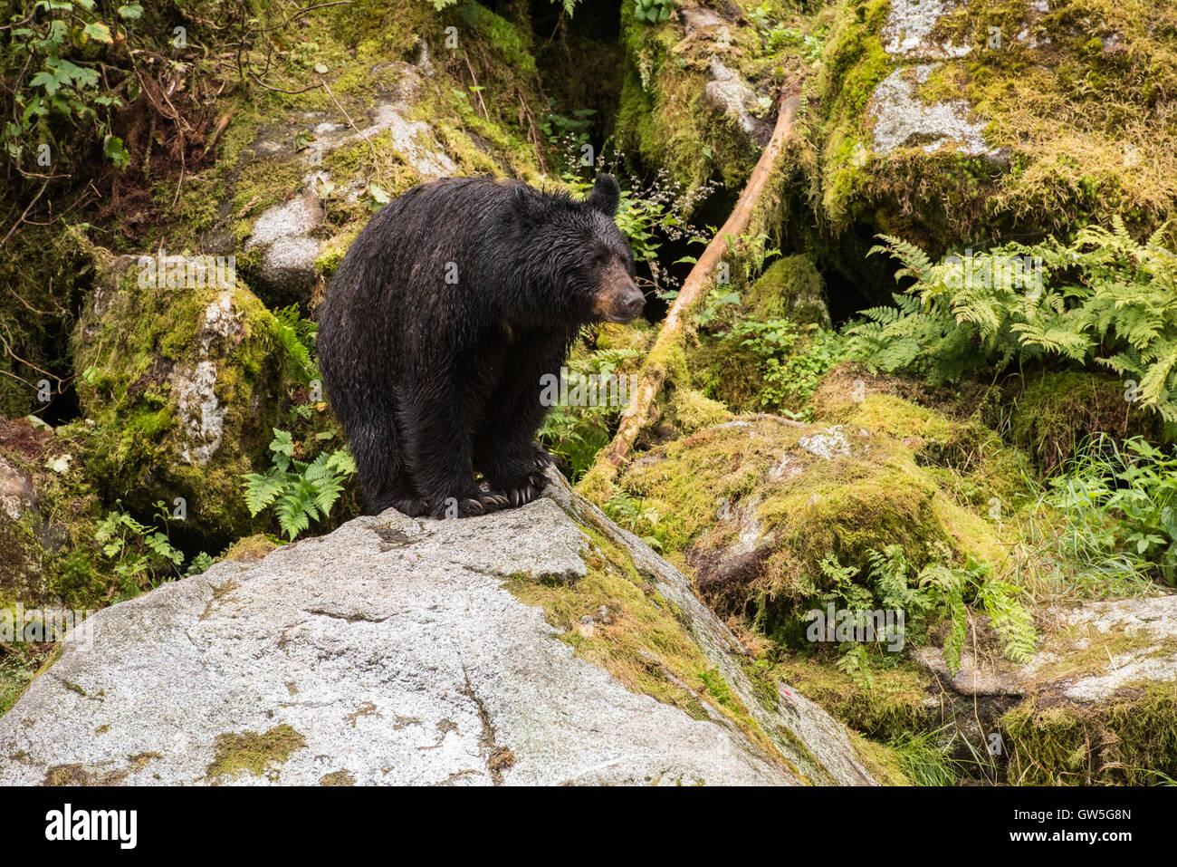 Black bear standing on rock in mossy forest. Stock Photo