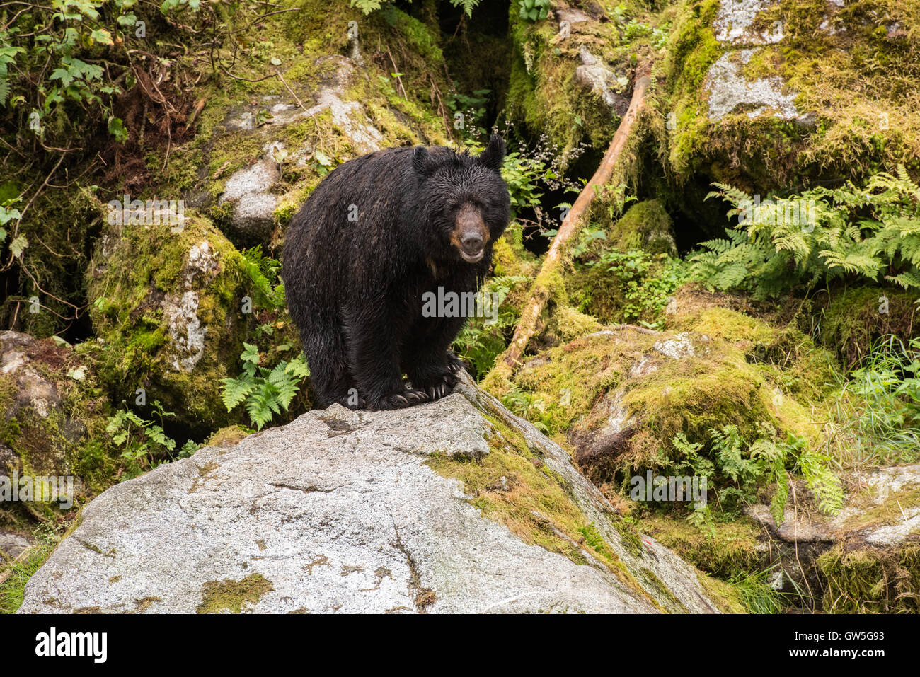 Black bear standing on rock in mossy forest. Stock Photo