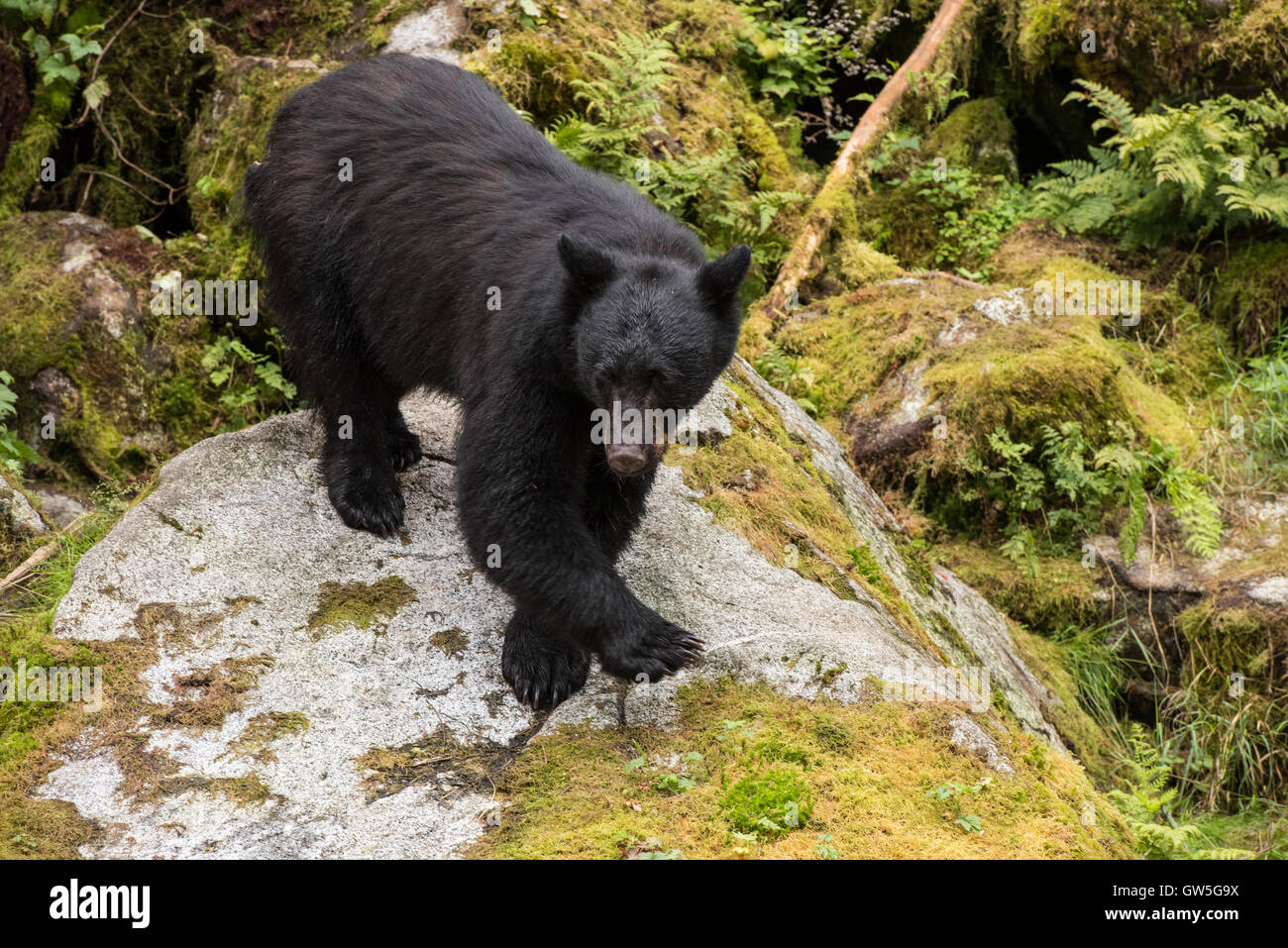 Black bear standing on rock hi-res stock photography and images - Alamy