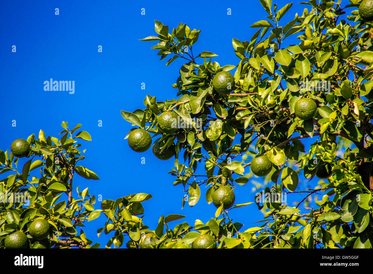 Photograph of a lemon tree Stock Photo Alamy