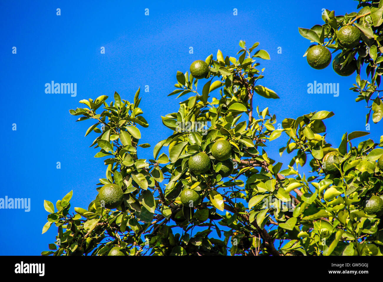 Photograph of a lemon tree Stock Photo Alamy