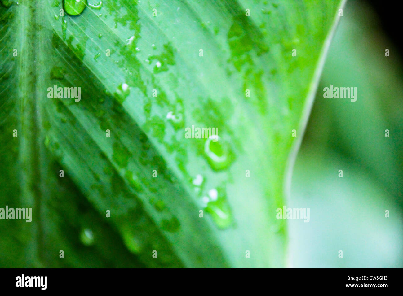 Wet plant leaves hi-res stock photography and images - Alamy