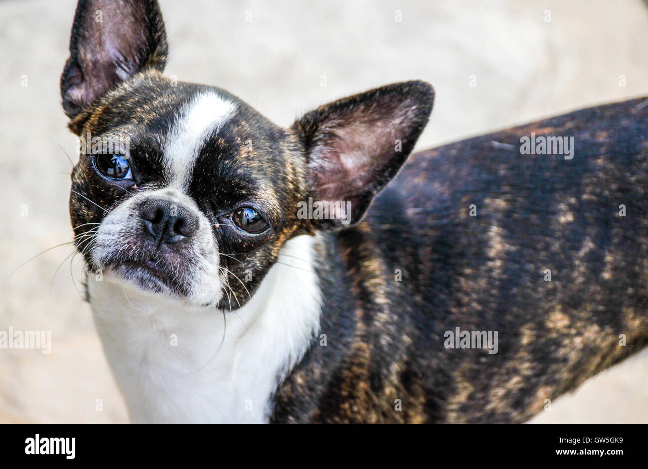 Photograph of a Boston terrier puppy dog Stock Photo