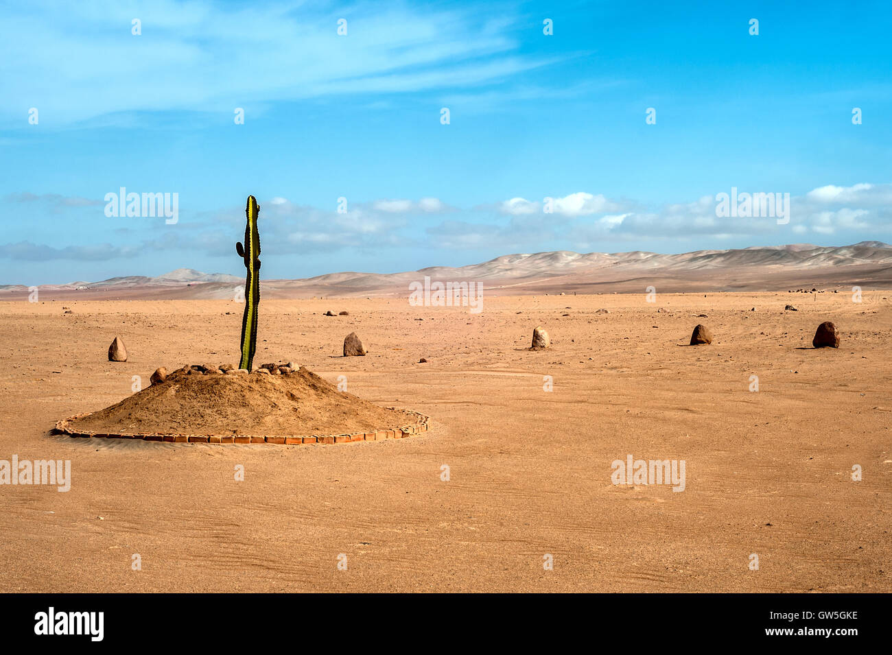 The only plant for many kilometers in the desert region of Tacna, Peru Stock Photo