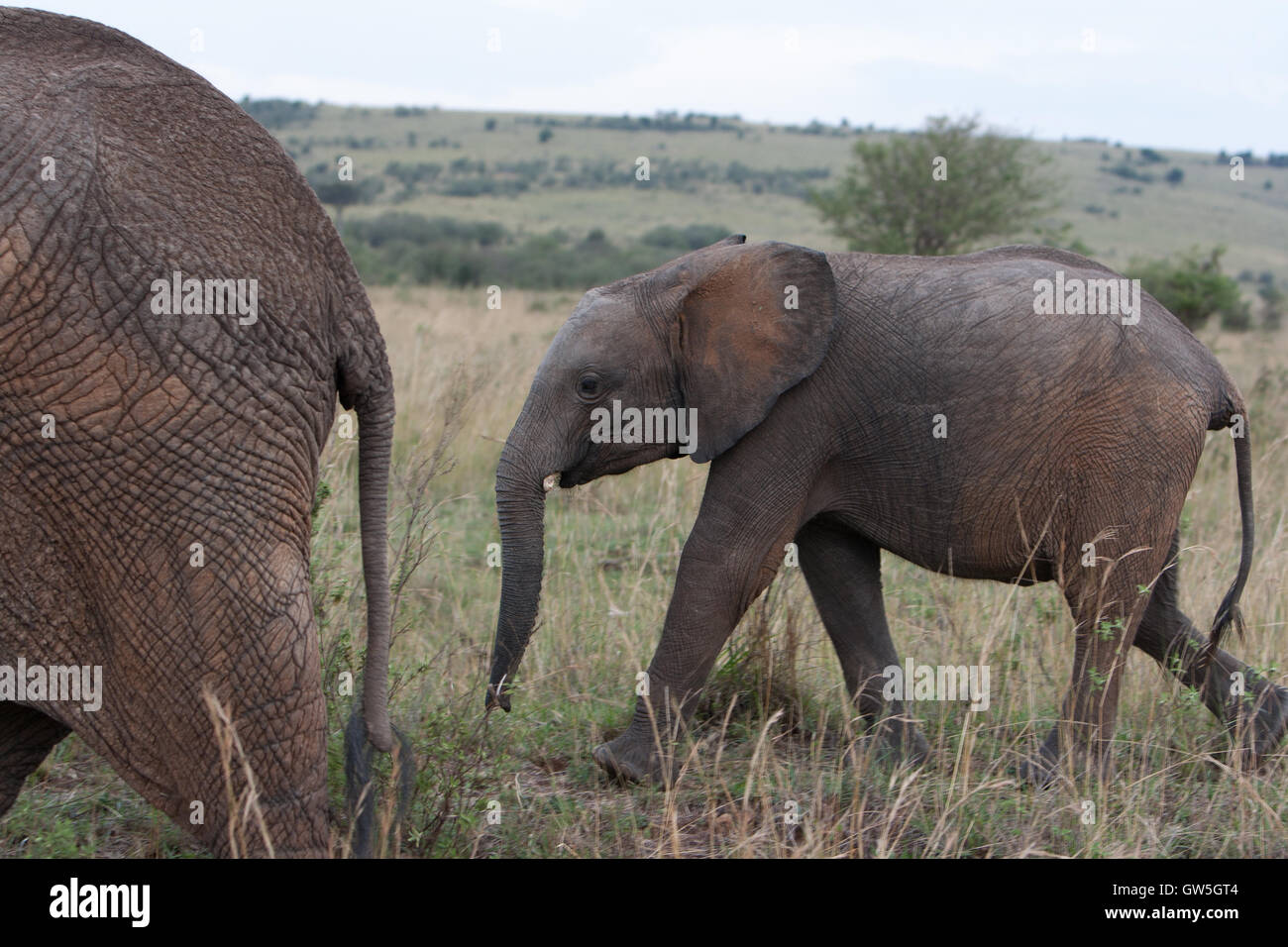 A Baby calf African elephant walks behind its mother at Masai Mara ...