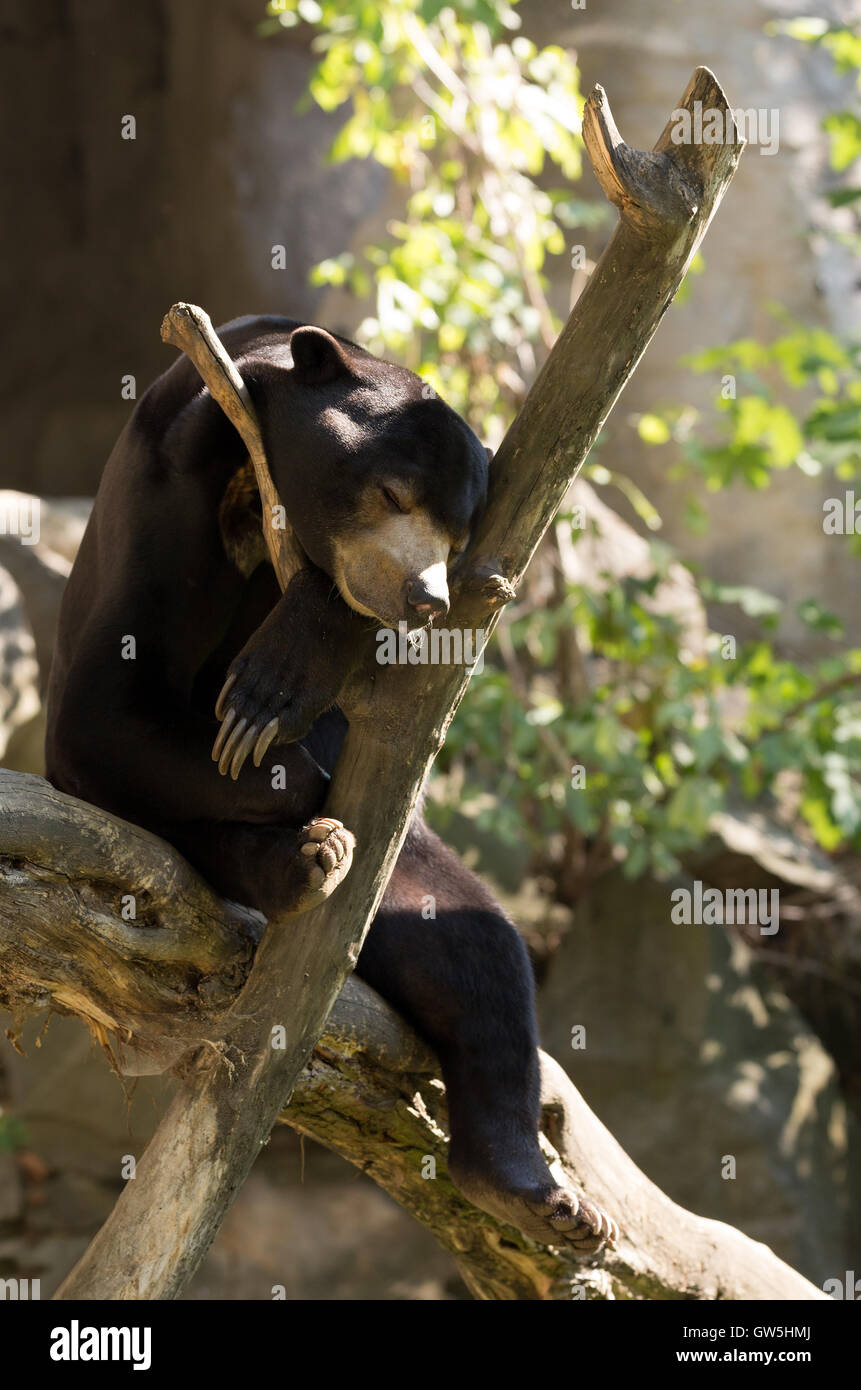 Sun bear also known as a Malaysian bear (Helarctos malayanus) sleeping on tree Stock Photo