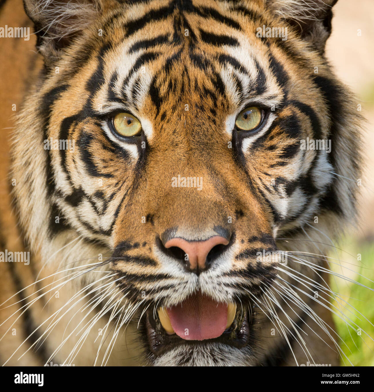 Sumatran tiger (Panthera tigris sumatrae) is a rare tiger subspecies that inhabits the Indonesian island of Sumatra Stock Photo