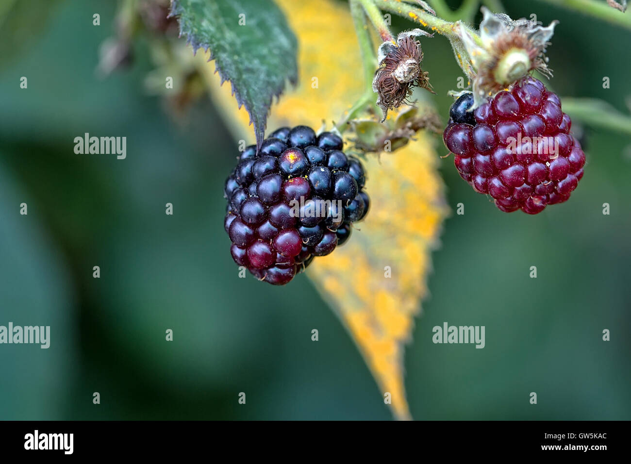 Blackberry in the garden Stock Photo