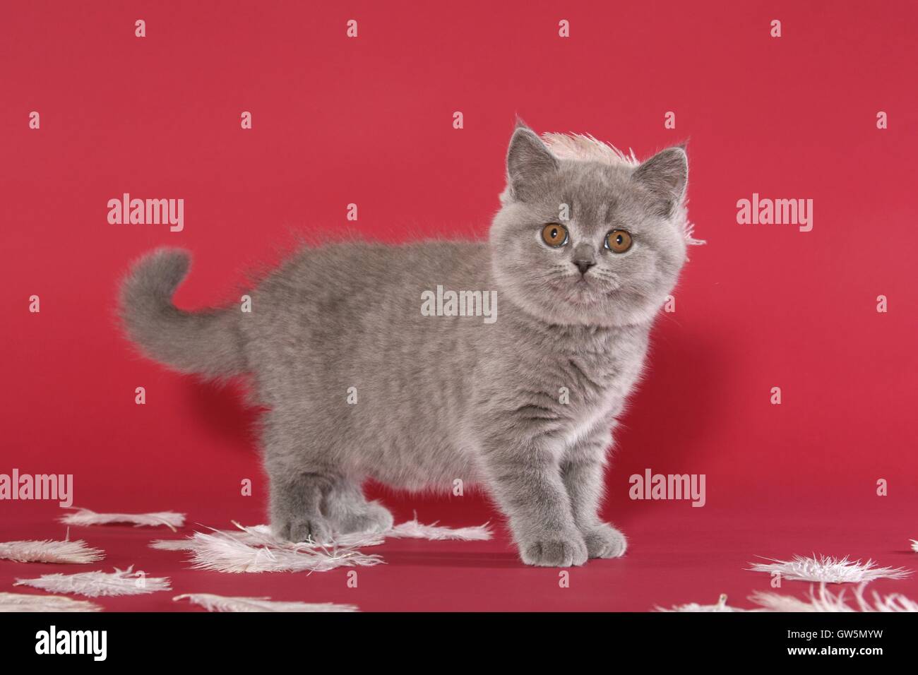 British Shorthair Kitten Stock Photo Alamy