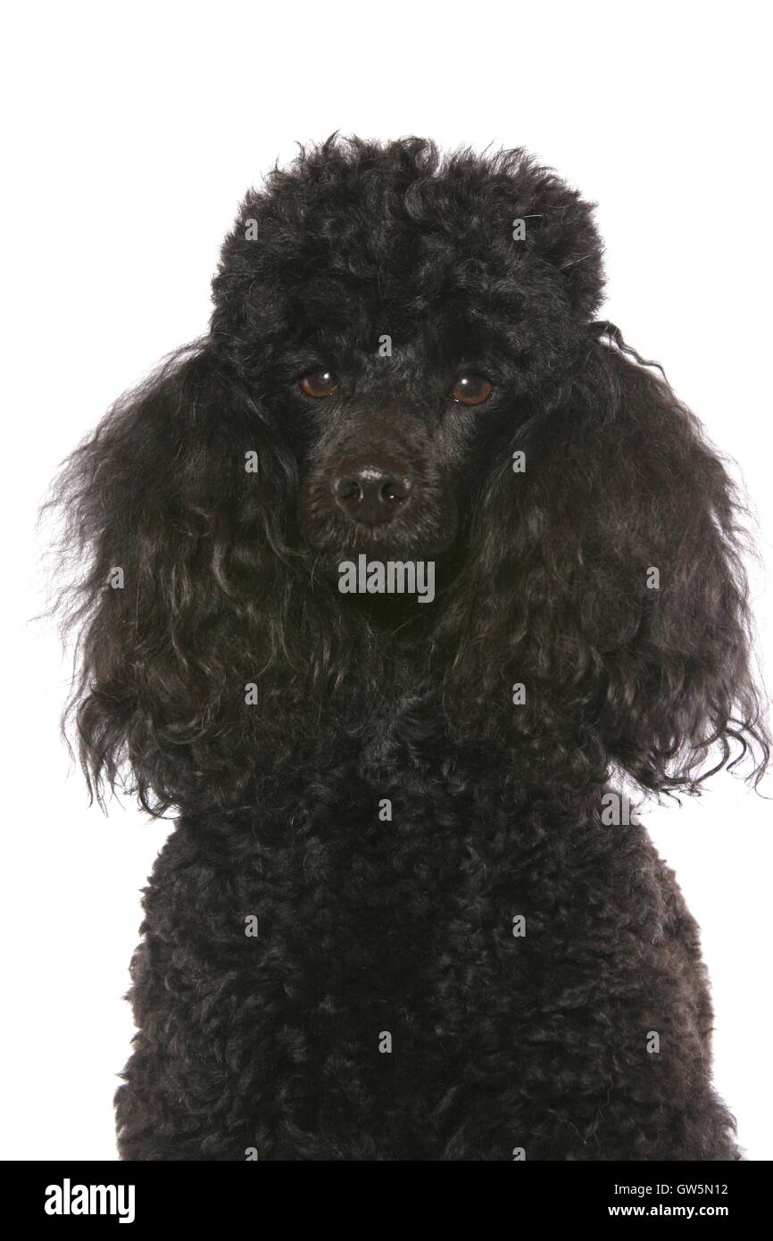 Miniature Poodle Portrait Stock Photo