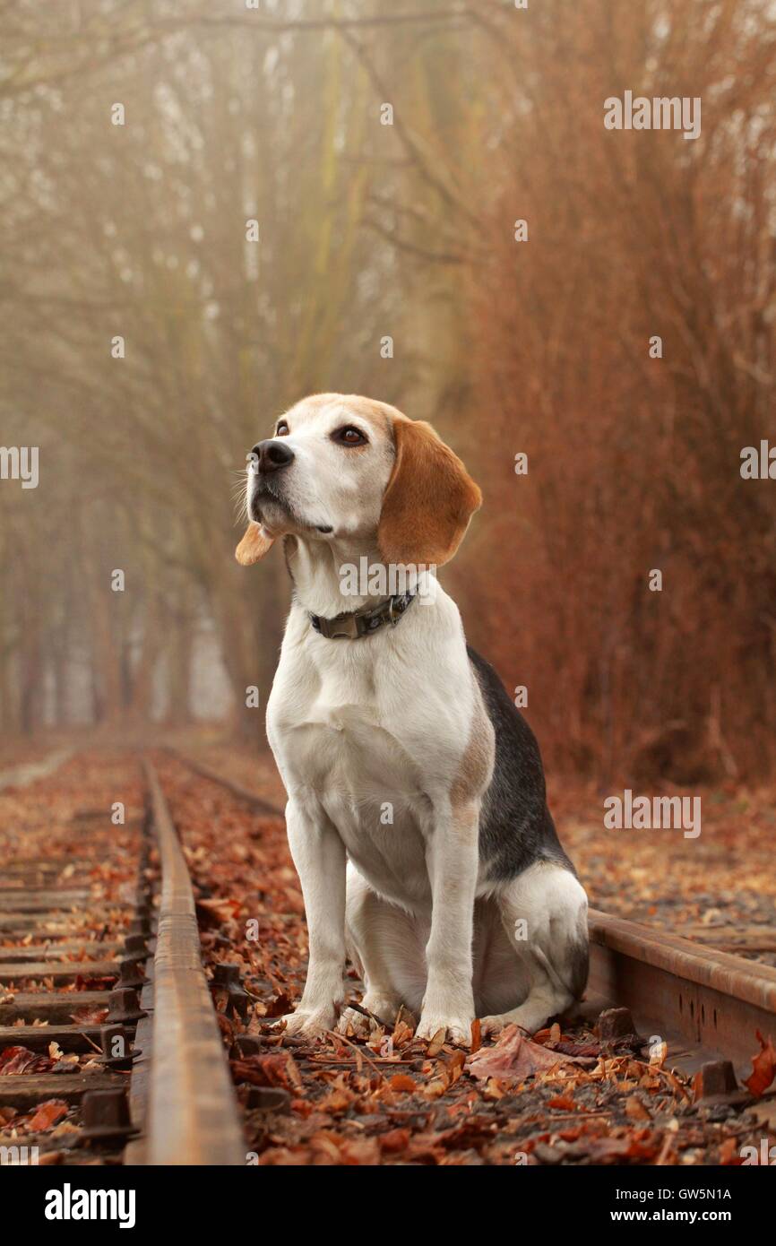 Sitting beagle hi-res stock photography and images - Alamy