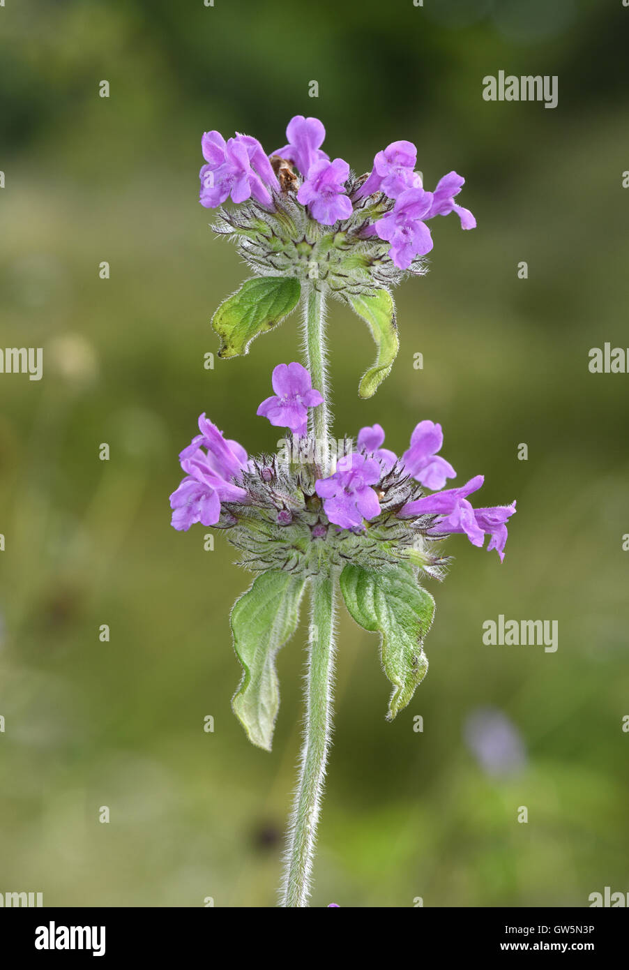Clinopodium Vulgare High Resolution Stock Photography and Images - Alamy