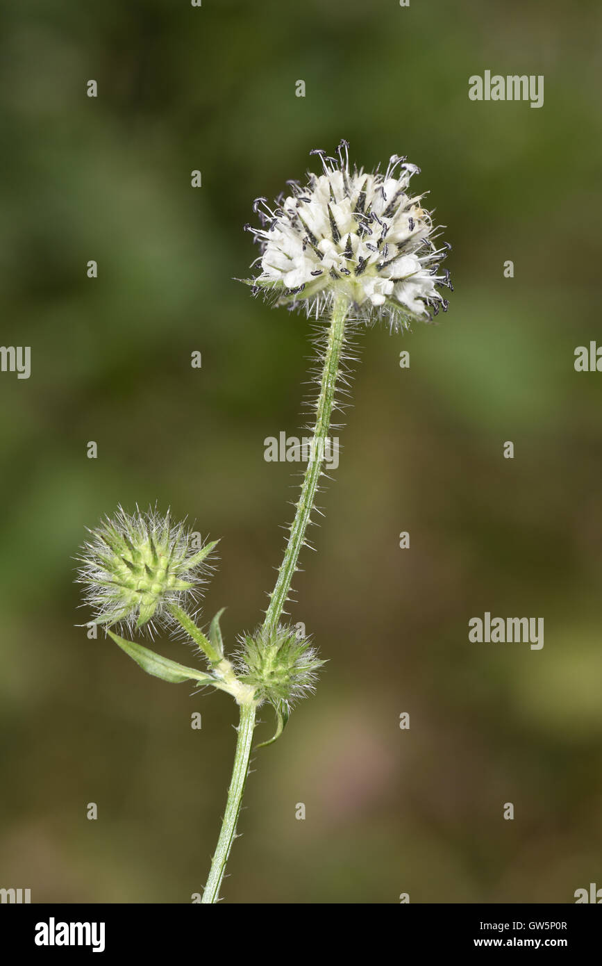 Small Teasel - Dipsacus pilosus Stock Photo