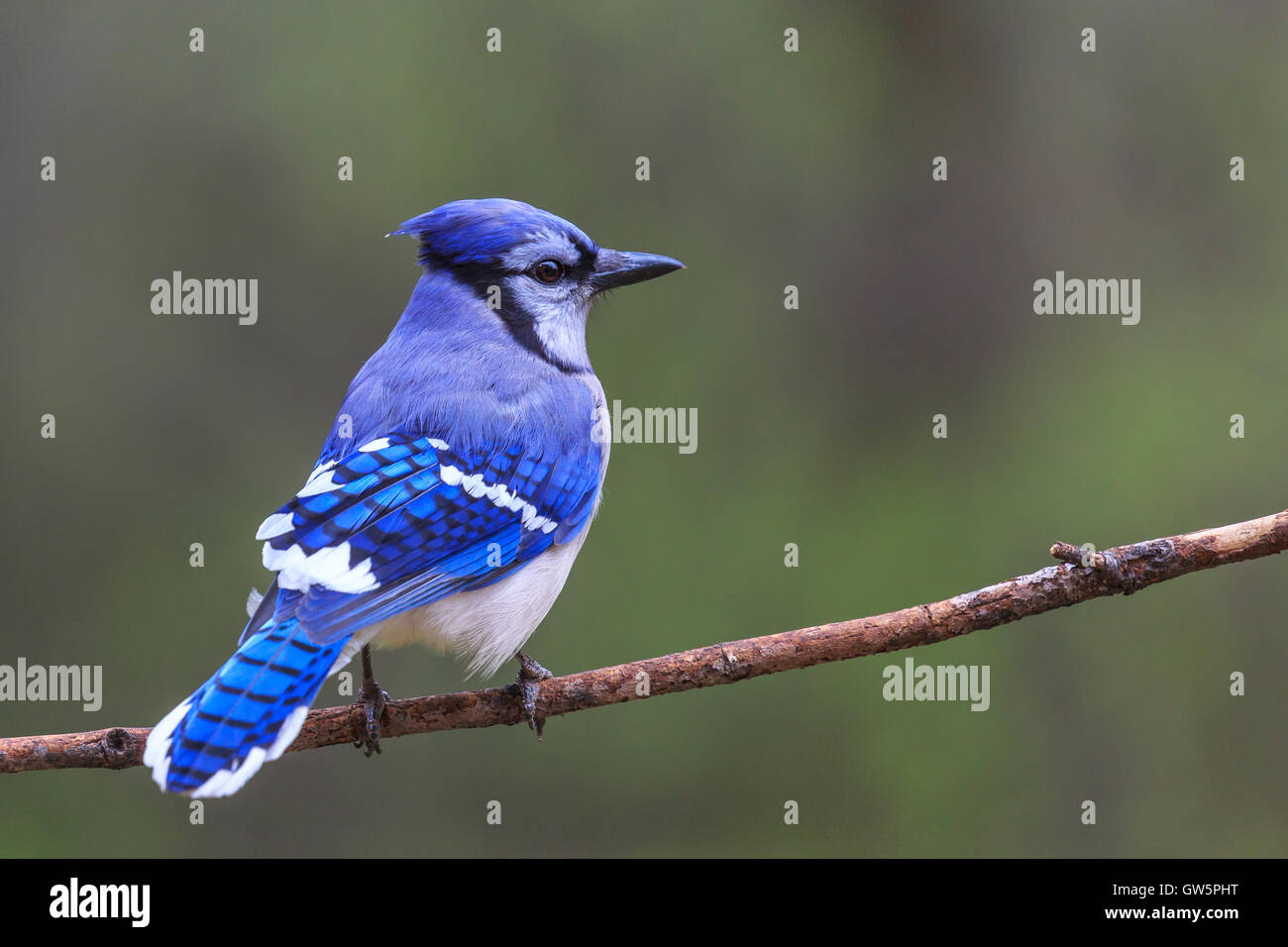 Colorful blue jay perched on a branch. Stock Photo