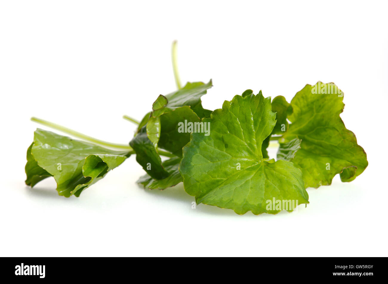 Centella asiatica (Also called as Asiatic Pennywort, Centella asiatica ...