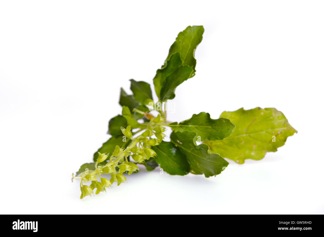Basil leaf herb (Other names are Ocimum basilicum, great basil, Saint-Joseph's-wort, Basil Lamiaceae, thyrsiflora, lemon basil,  Stock Photo