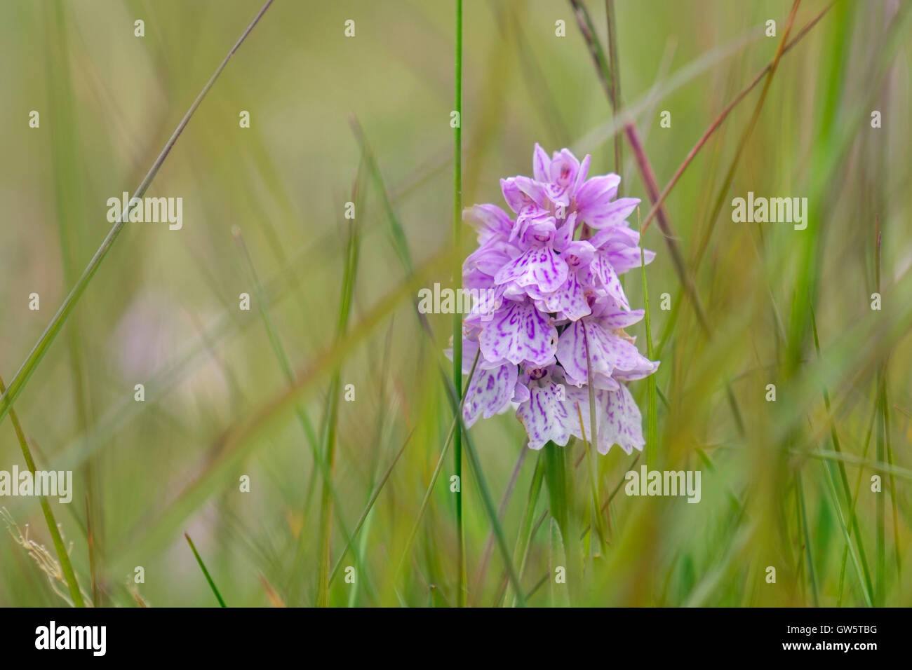 A wild Heath Spotted Orchid (Dactylorhiza maculata) flower growing in damp acidic grassland. Snaefellsnes Peninsula, Iceland Stock Photo