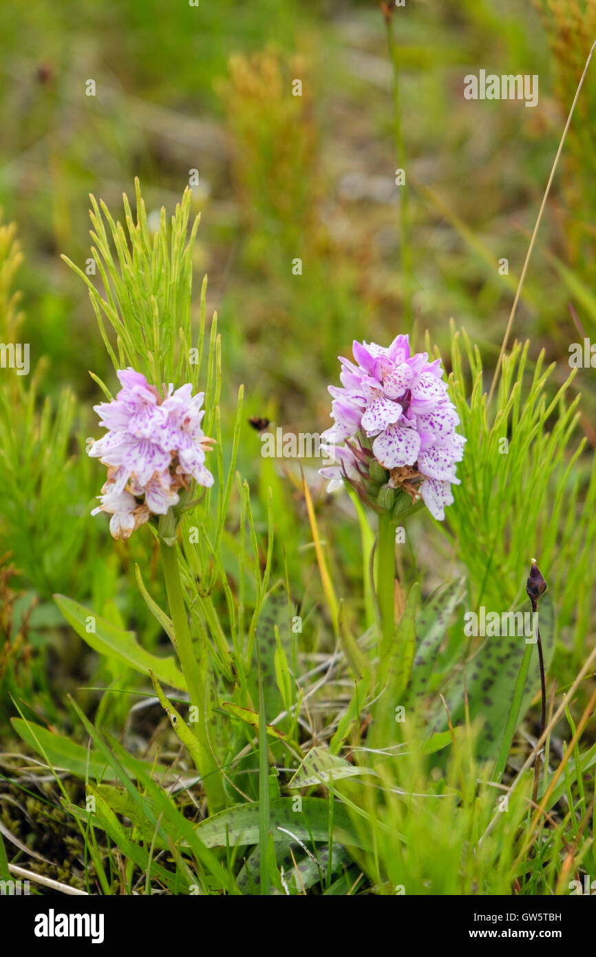 Two Heath Spotted Orchid (Dactylorhiza maculata) flowers growing wild in damp acidic heathland. Snaefellsnes Peninsula, Iceland Stock Photo