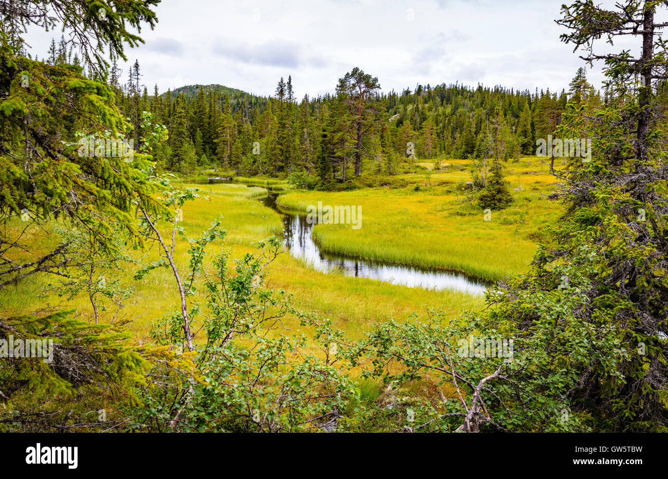 Green and untouched forest in the high moutains of Norway Stock Photo