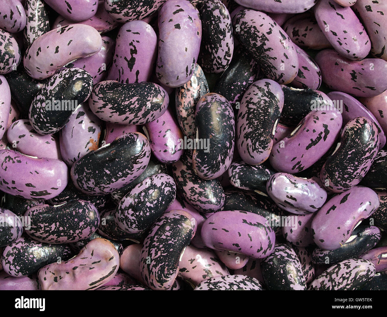 Runner bean seed hires stock photography and images Alamy