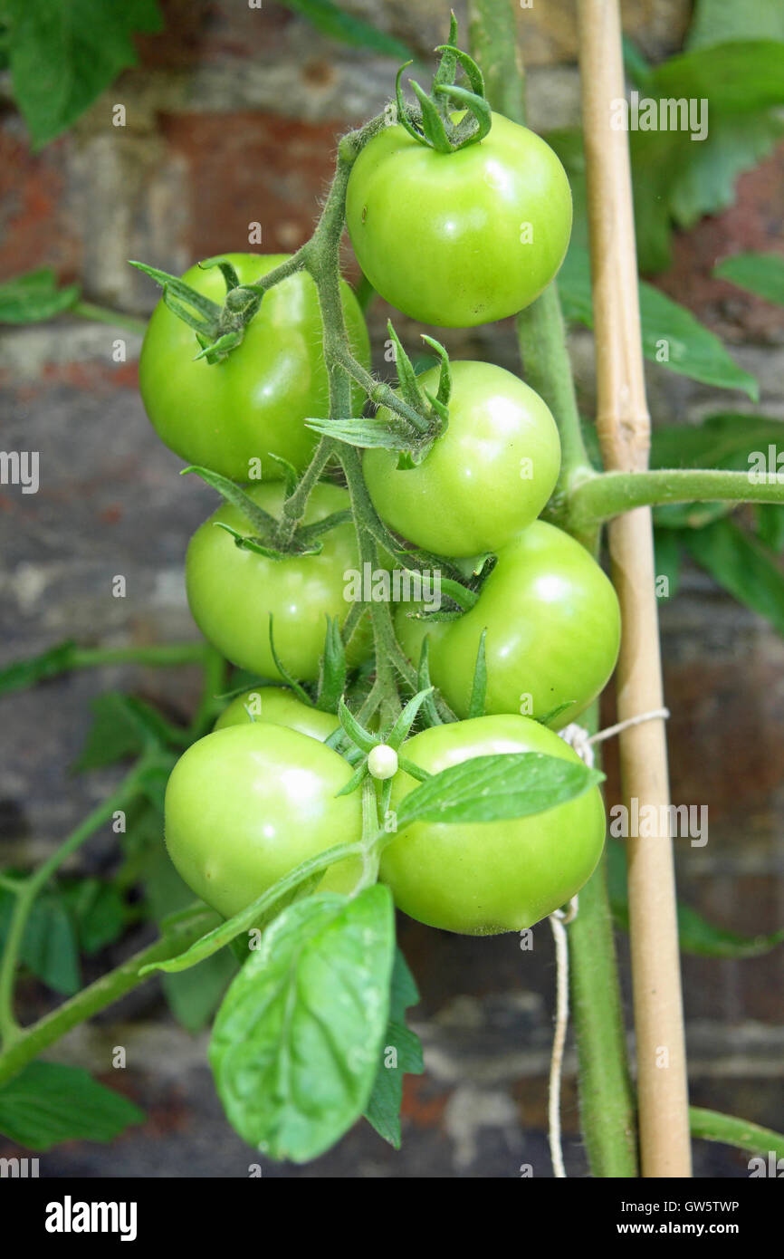 "Moneymaker" tomatoes ripening on the vine in September in England