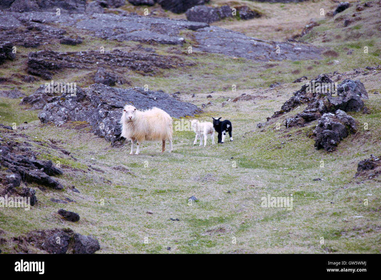 Icelandic sheep with her black and white lambs Stock Photo