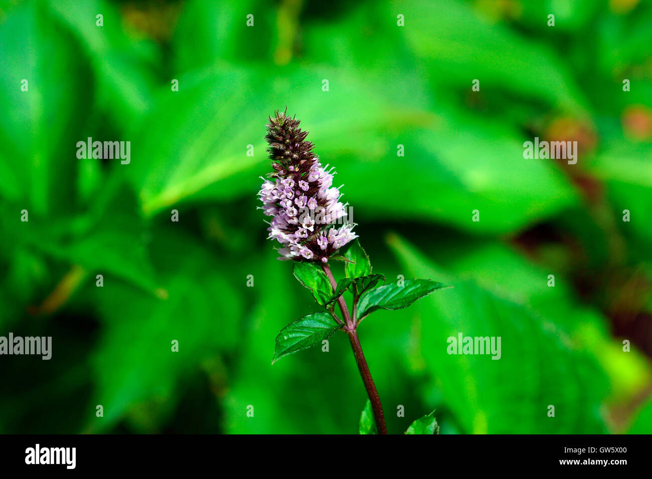Chewing mint flavour gum hi-res stock photography and images - Alamy