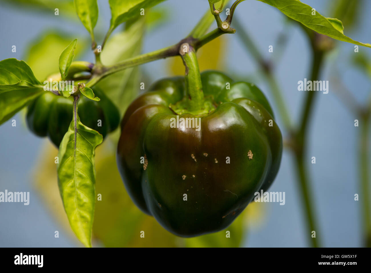 Paprika plant hires stock photography and images Alamy