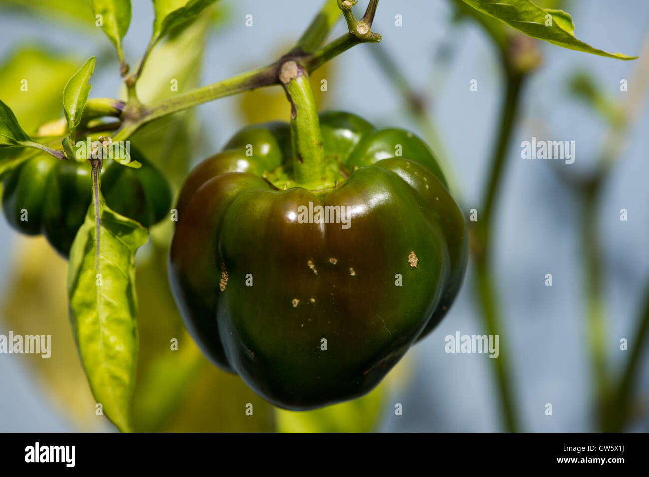 green paprika at plant Stock Photo Alamy