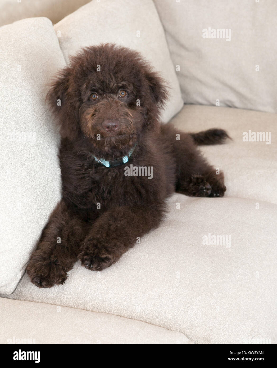 Chocolate labradoodle puppy dog lays on the beige fabric couch. He has curly chocolate brown hair. He is below camera looking up Stock Photo