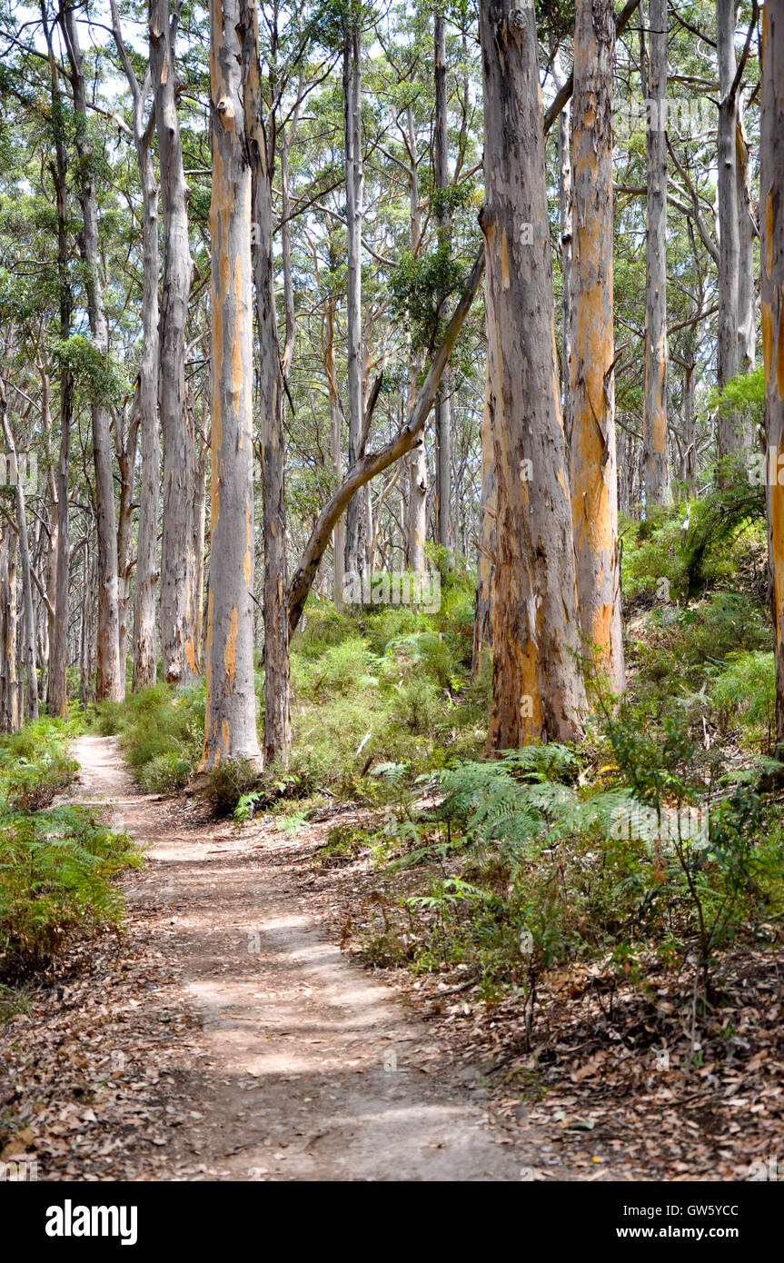 Tall karri trees boranup hires stock photography and images Alamy
