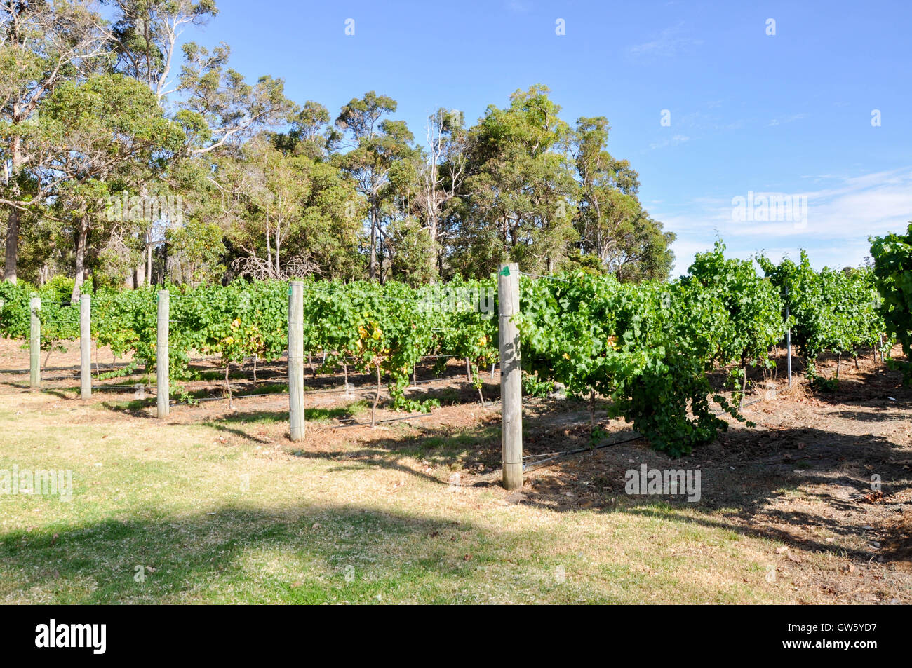 Plantation rows in vineyard of vivid green vines under a blue sky